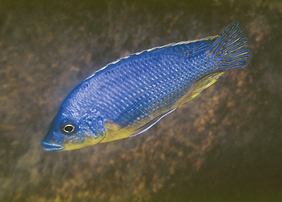 Protomelas sp. 'hertae' Maleri Island
